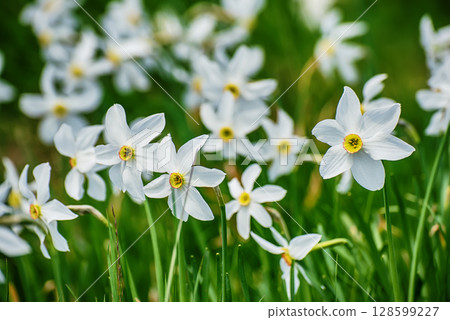 White daffodil narcissus flowers on Golica mountain in Karavanke range, Slovenia, at spring 128599227