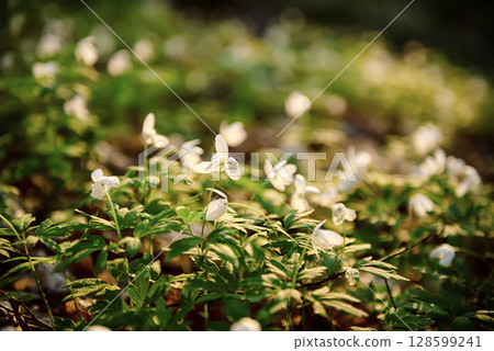 White anemone flowers growing in spring forest, natural seasonal background 128599241