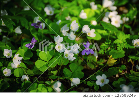White anemone flowers growing in spring forest, natural seasonal background 128599249