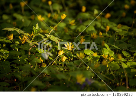 Yellow spring flowers growing in the forest, natural seasonal background 128599253