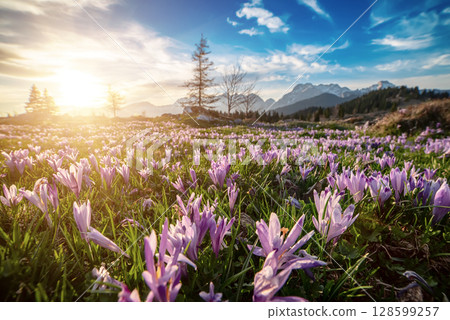 Spring crocus flowers in the green grass, Velika Planina, Kamnic, Slovenia, Easter sunny landscape 128599257