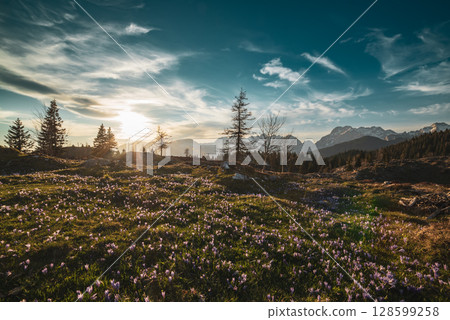Spring crocus flowers in the green grass, Velika Planina, Kamnic, Slovenia Spring crocus flowers in the green grass, Velika Planina, Kamnic, Slovenia 128599258