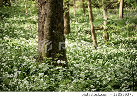 Stunning spring beech forest scene with loads of flowering ramsons - wild garlic 128599373