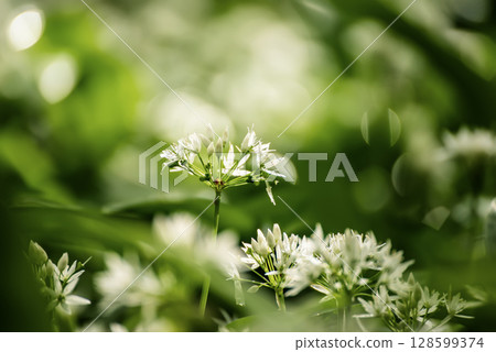 Wild garlic flowers growing in the spring forest. Ramson blossoms, seasonal background 128599374