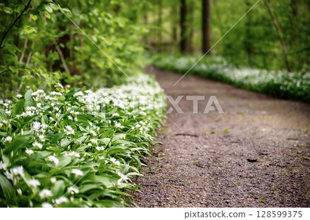 Stunning spring beech forest scene with loads of flowering ramsons - wild garlic Stunning spring beech forest scene with loads of flowering ramsons - wild garlic 128599375