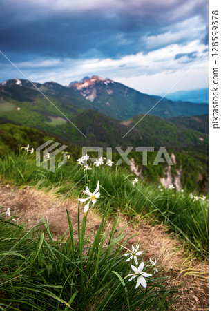 Beautiful mountain landscape with white daffodil narcissus flowers on Golica, Slovenia, at spring Beautiful mountain landscape with white daffodil narcissus flowers on Golica, Slovenia, at spring 128599378