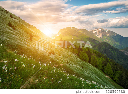 Beautiful mountain landscape with white daffodil narcissus flowers on Golica, Slovenia, at spring 128599380