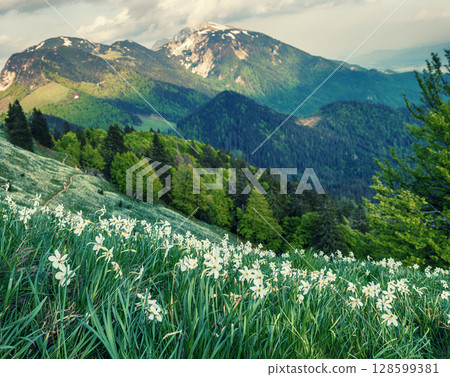Beautiful mountain landscape with white daffodil narcissus flowers on Golica, Slovenia, at spring Beautiful mountain landscape with white daffodil narcissus flowers on Golica, Slovenia, at spring 128599381