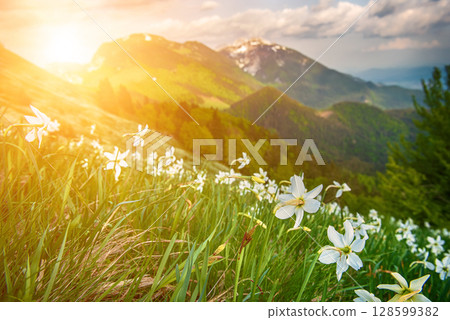 Beautiful mountain landscape with white daffodil narcissus flowers on Golica, Slovenia, at spring 128599382