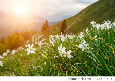 Beautiful mountain landscape with white daffodil narcissus flowers on Golica, Slovenia, at spring 128599383