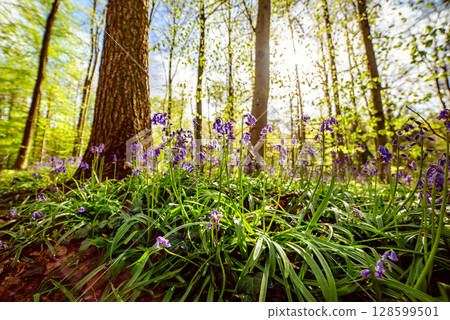 Blossoming lovely spring violet-blue flowers - common bluebells or hyacinthoides, Belgium Blossoming lovely spring violet-blue flowers - common bluebells or hyacinthoides, Belgium 128599501
