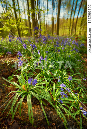Blossoming lovely spring violet-blue flowers - common bluebells or hyacinthoides, Belgium 128599502