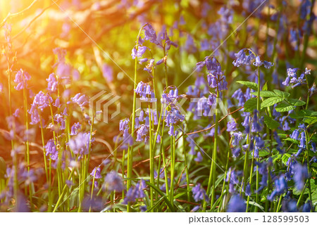 Blossoming lovely spring violet-blue flowers - common bluebells or hyacinthoides, Belgium 128599503