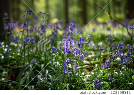 Blossoming lovely spring violet-blue flowers - common bluebells or hyacinthoides, Belgium Blossoming lovely spring violet-blue flowers - common bluebells or hyacinthoides, Belgium 128599511