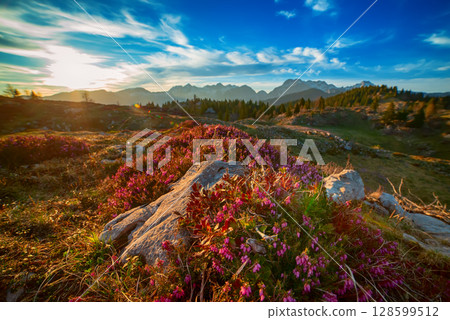 Heather flowers blooming at sunset, Velika Planina, Kamnic, Slovenia, Easter sunny landscape 128599512