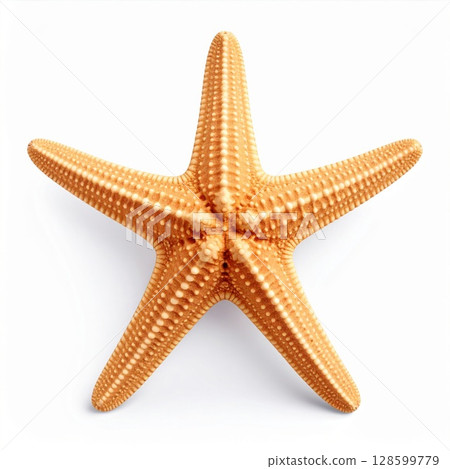 Orange Starfish on White Background 128599779