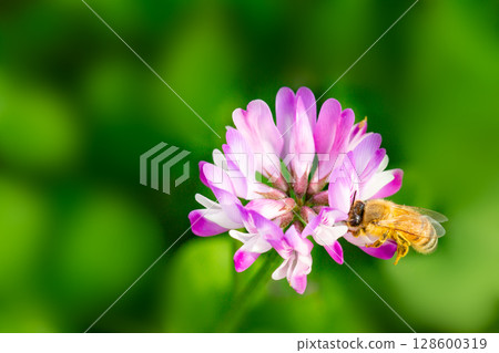  蓮花草和蜜蜂 128600319