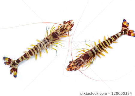 車蝦 車蝦 128600354