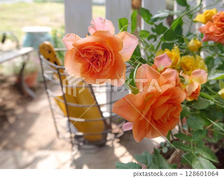 黃色和橙色的玫瑰 128601064