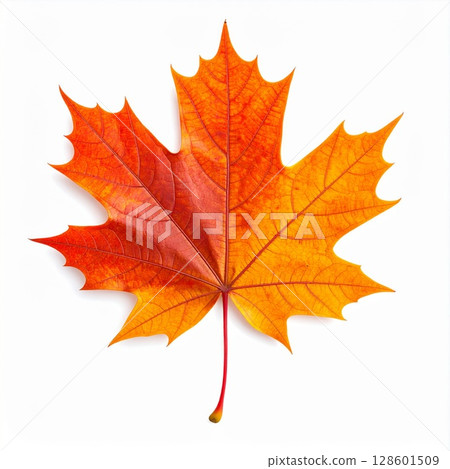 Orange And Red Autumn Maple Leaf On White 128601509