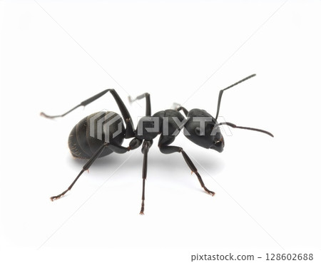 Black ant close view over white background, no shadow 128602688