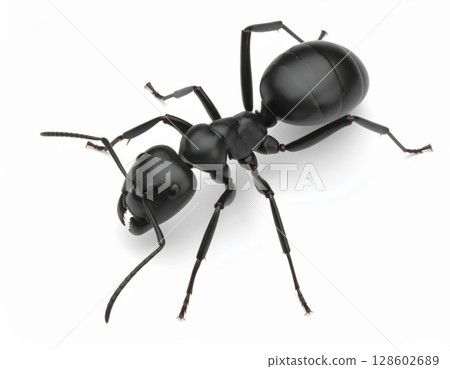 Black ant close view over white background, no shadow 128602689