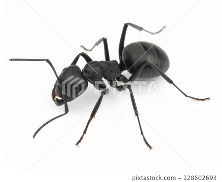 Black ant close view over white background, no shadow 128602693