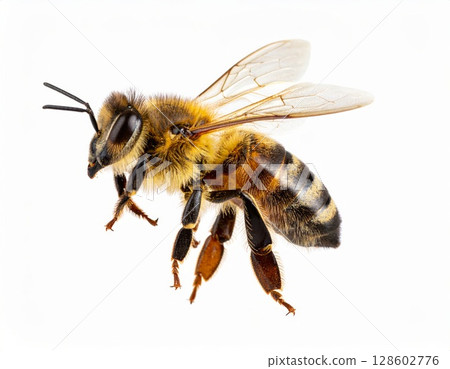 Bee close view over white background, no shadow 128602776