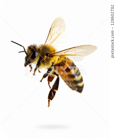 Bee close view over white background, no shadow 128602782