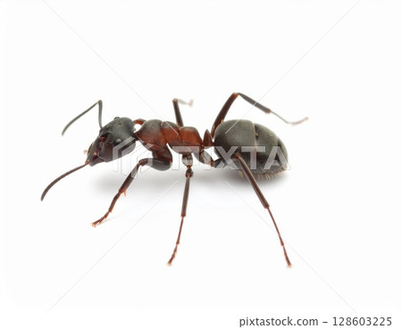Ant close view over white background, no shadow 128603225