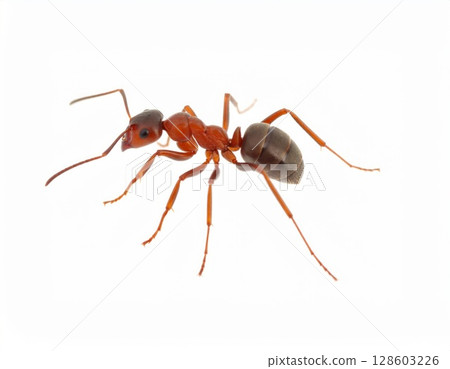 Ant close view over white background, no shadow 128603226
