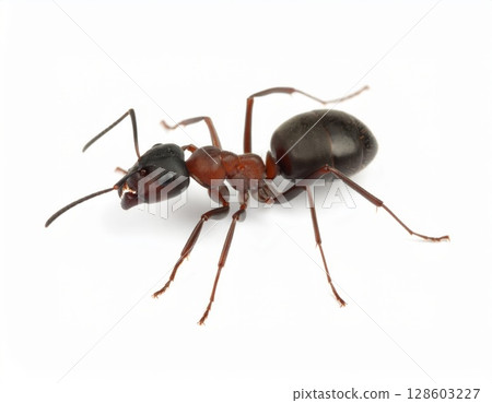 Ant close view over white background, no shadow 128603227