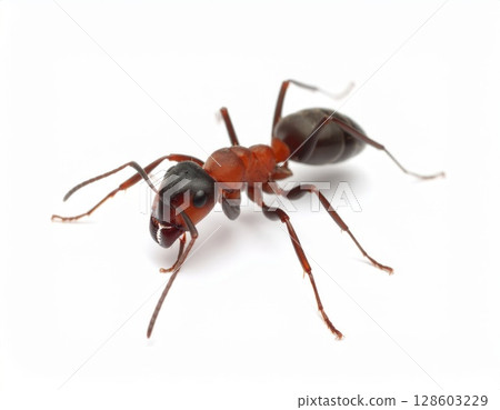 Ant close view over white background, no shadow 128603229