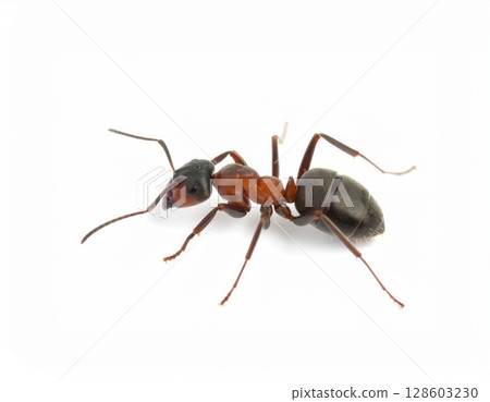 Ant close view over white background, no shadow 128603230