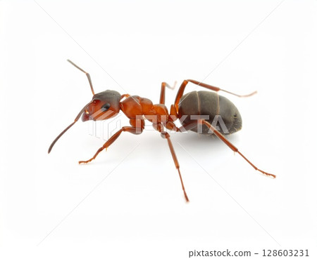 Ant close view over white background, no shadow 128603231