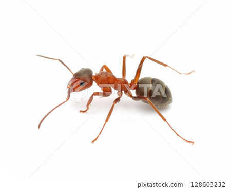 Ant close view over white background, no shadow 128603232