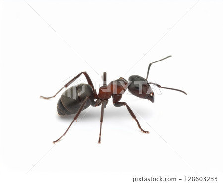Ant close view over white background, no shadow 128603233