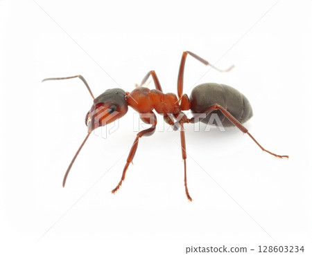 Ant close view over white background, no shadow 128603234