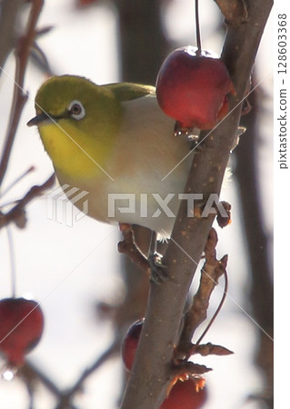 滋賀縣牧野市：冬季野生鳥類 128603368