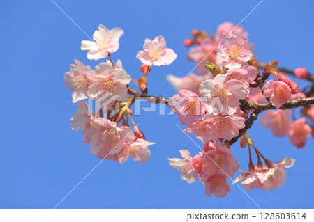河津櫻花與藍天(初春景象) 河津櫻花與藍天(初春景象) 128603614