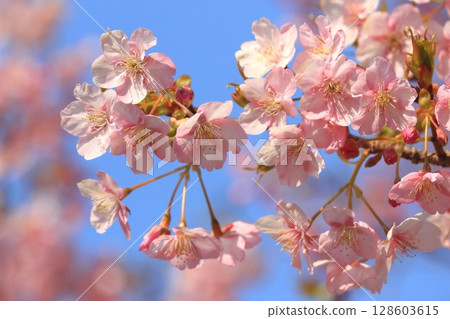 河津櫻花與藍天(初春景象) 河津櫻花與藍天(初春景象) 128603615