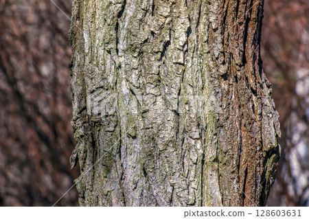 Closeup bark of Styphnolobium japonicum tree. Bark texture 128603631