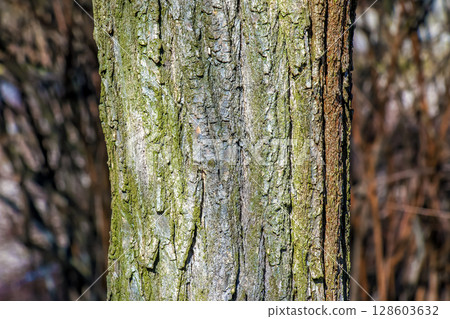 Texture of bark of a Styphnolobium japonicum commonly known as Pagoda tree Texture of bark of a Styphnolobium japonicum commonly known as Pagoda tree 128603632