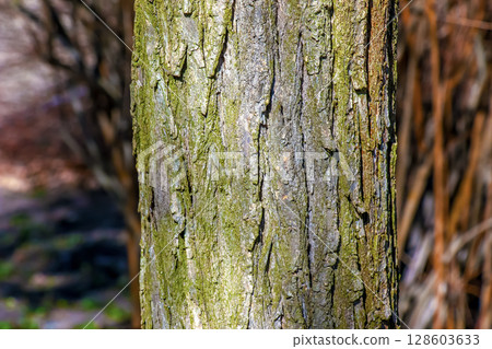 Closeup bark of Styphnolobium japonicum tree 128603633