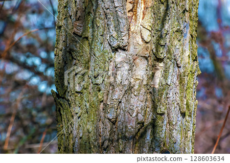 Closeup bark of Styphnolobium japonicum tree. Bark texture. Nature's skin 128603634