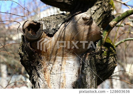 Texture of the bark of Styphnolobium japonicum, commonly known as the pagoda tree. Closeup Texture of the bark of Styphnolobium japonicum, commonly known as the pagoda tree. Closeup 128603636