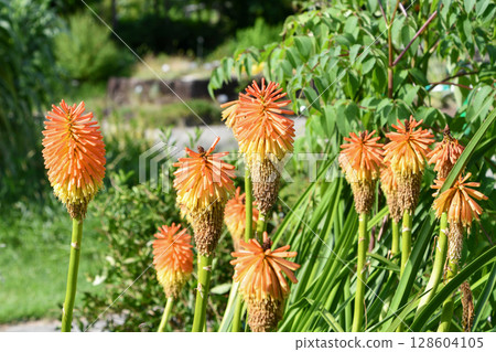 Kniphofia ruperii Torch lily 128604105