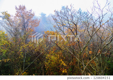 A forest of colorful autumn leaves surrounded by morning mist A forest of colorful autumn leaves surrounded by morning mist 128604151
