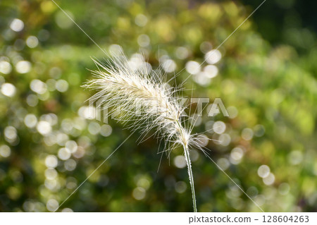 Pennisetum villosum "Silver Fox" Feathertop Pennisetum villosum "Silver Fox" Feathertop 128604263