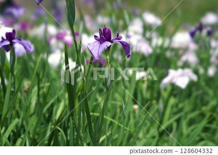 Iris flower Iris flower 128604332
